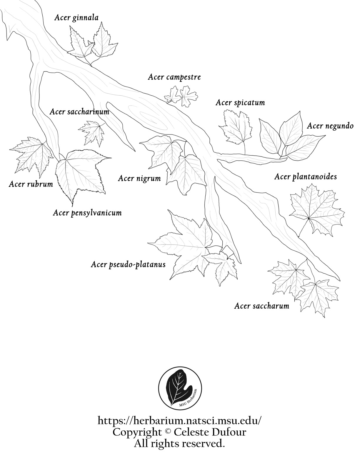 Michigan Trees Coloring Book
